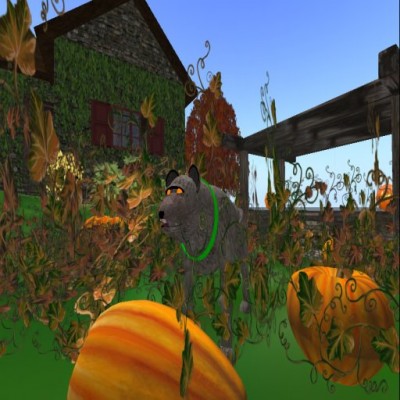 funfy in the pumpkin patch funfy in the pumpkin patch