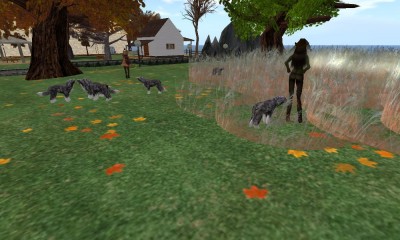 portuguese_water_dogs-on_set_02
