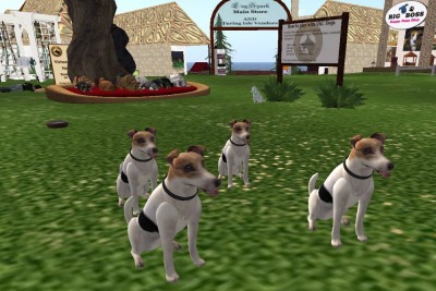 jack_russell_terriers_01